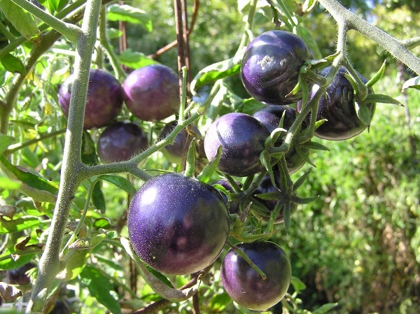 Bosque Blue tomato